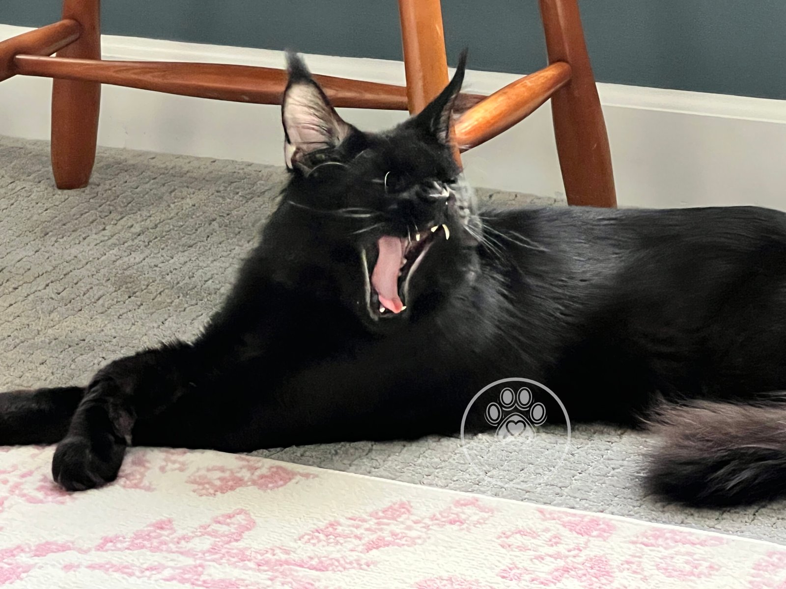 Nick (Lord Nikoli Grimm)