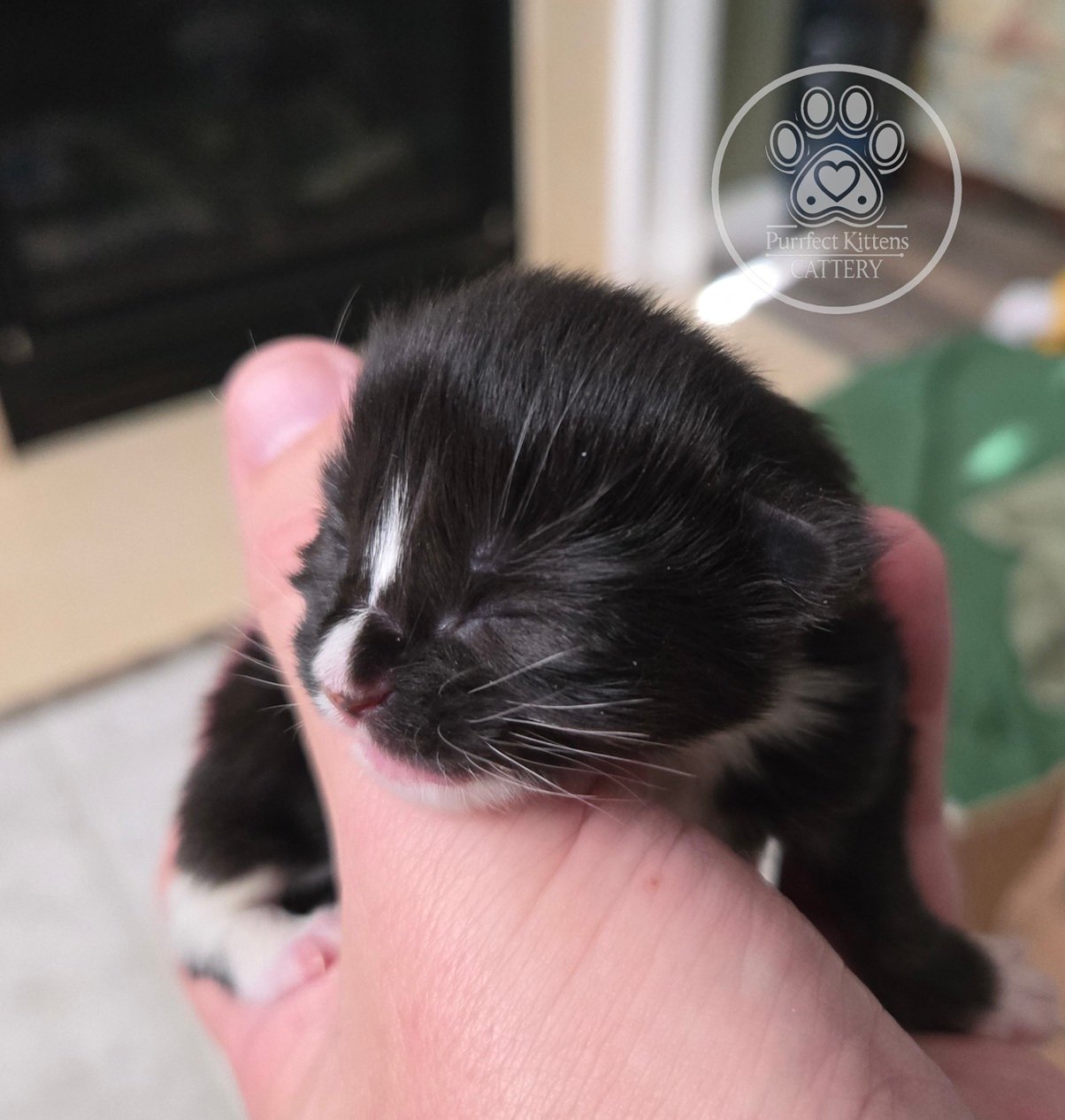 Kitten image