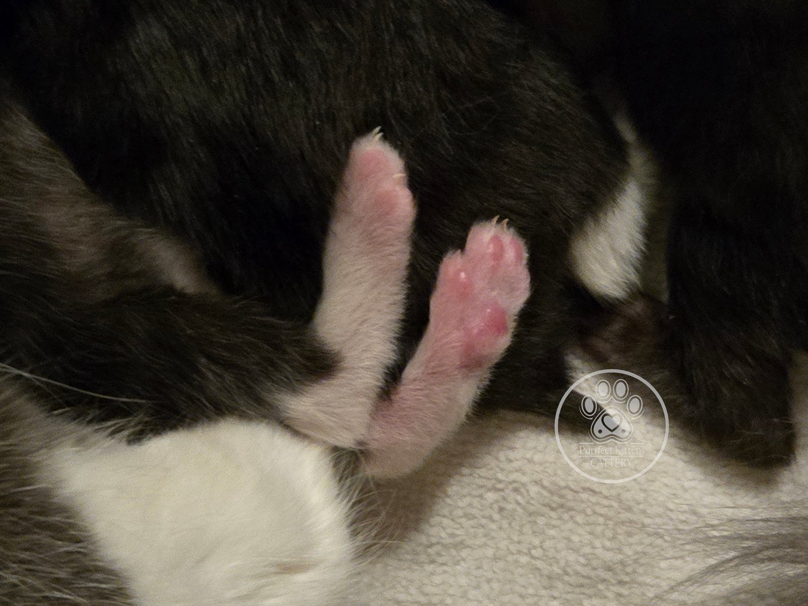 Kitten image
