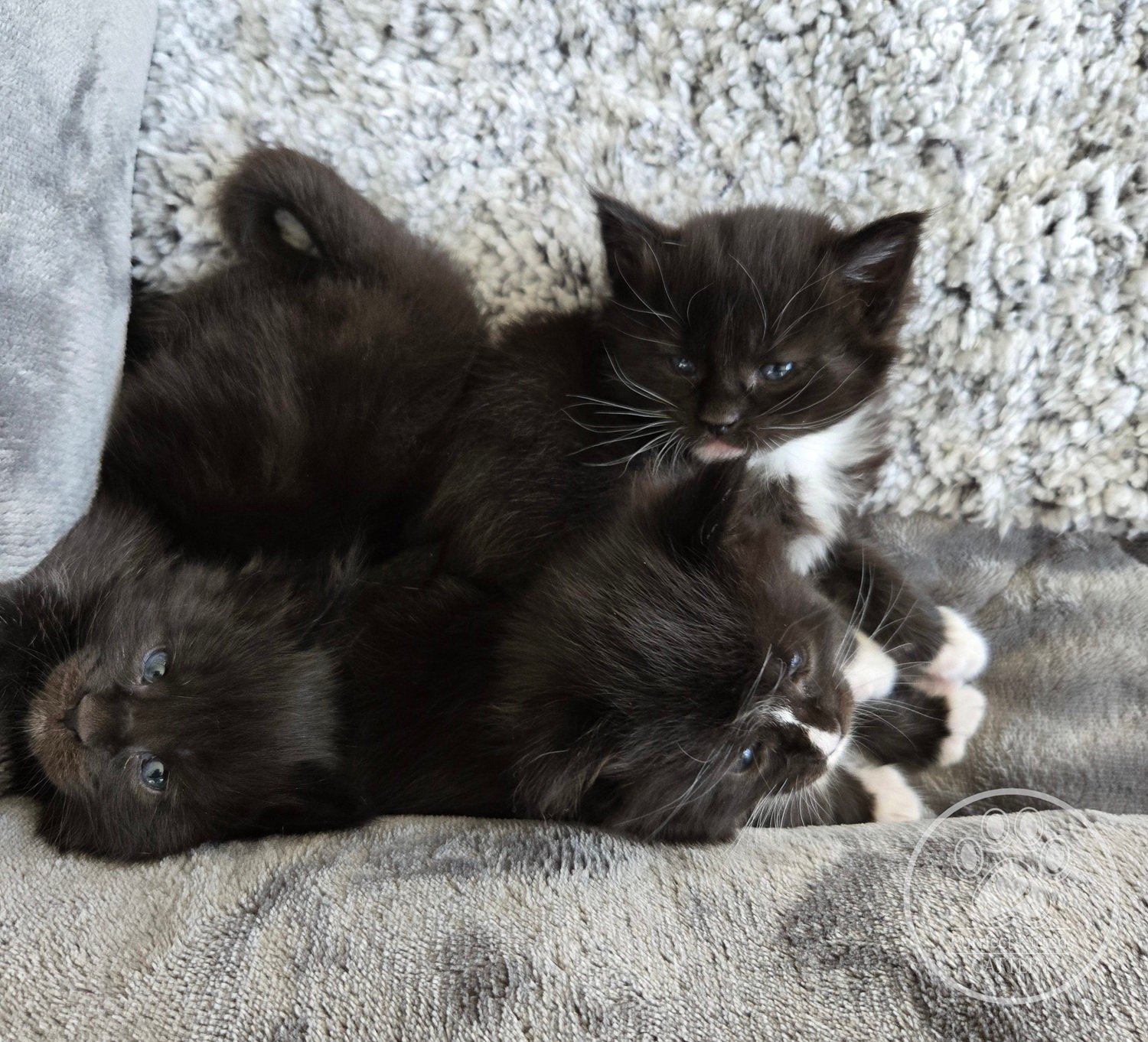 Kitten image