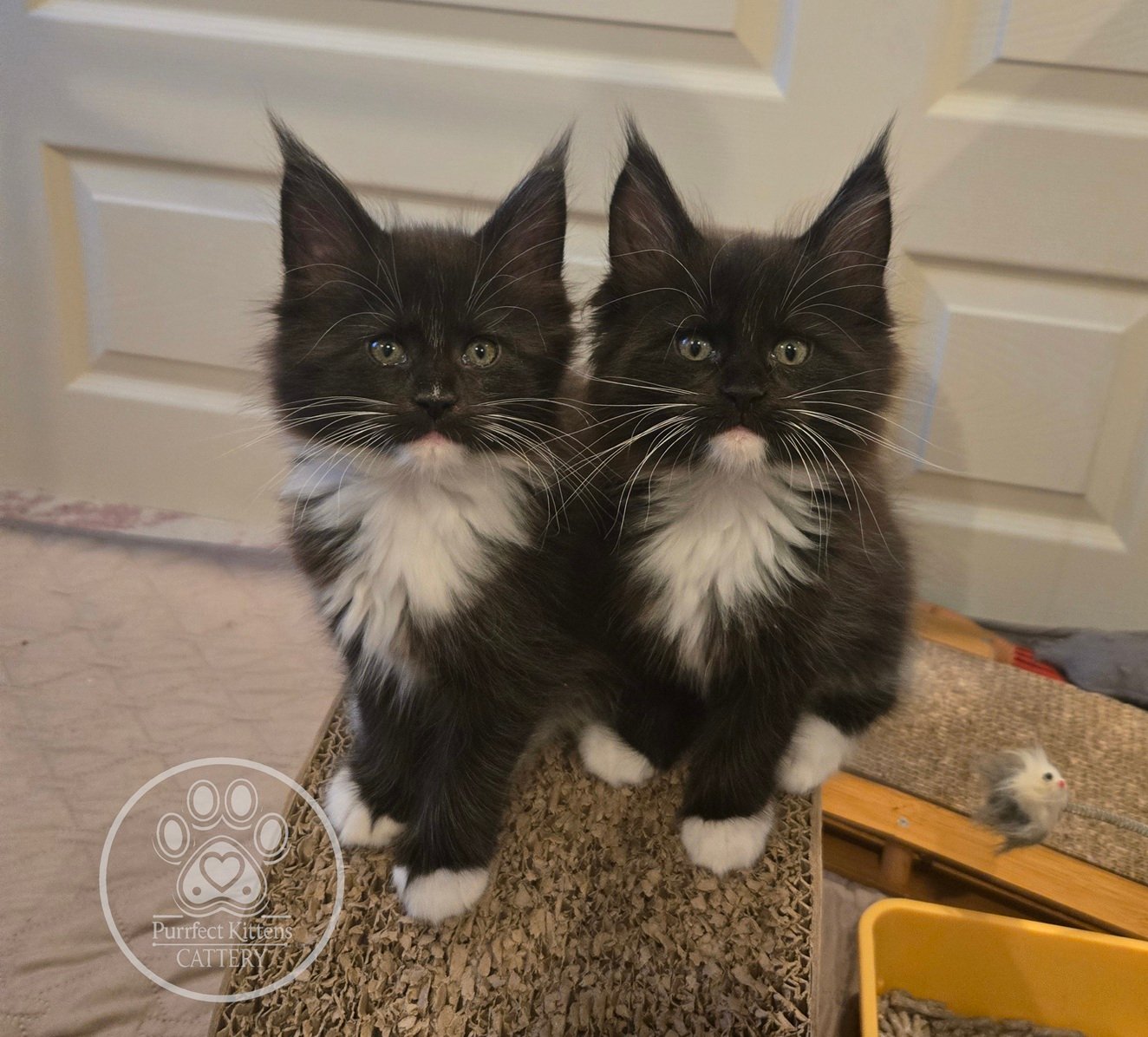 Kitten image