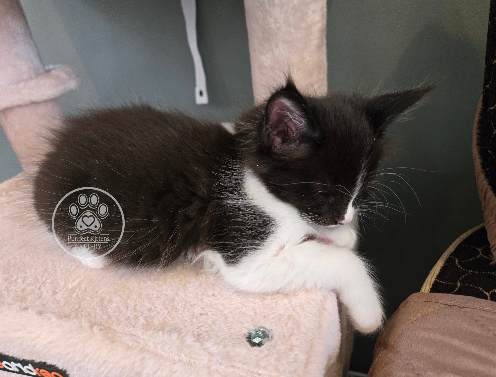 Kitten image