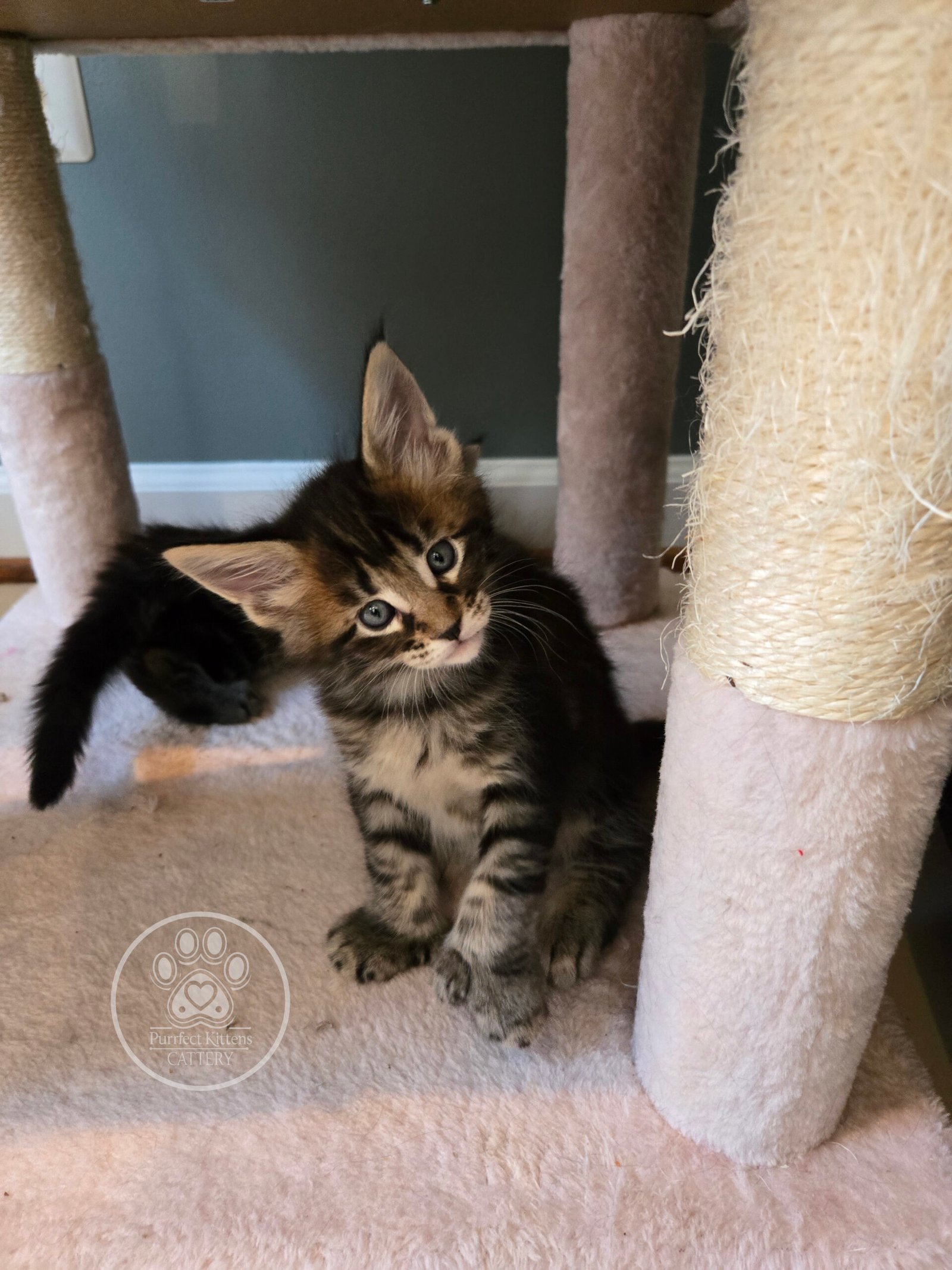 Kitten image