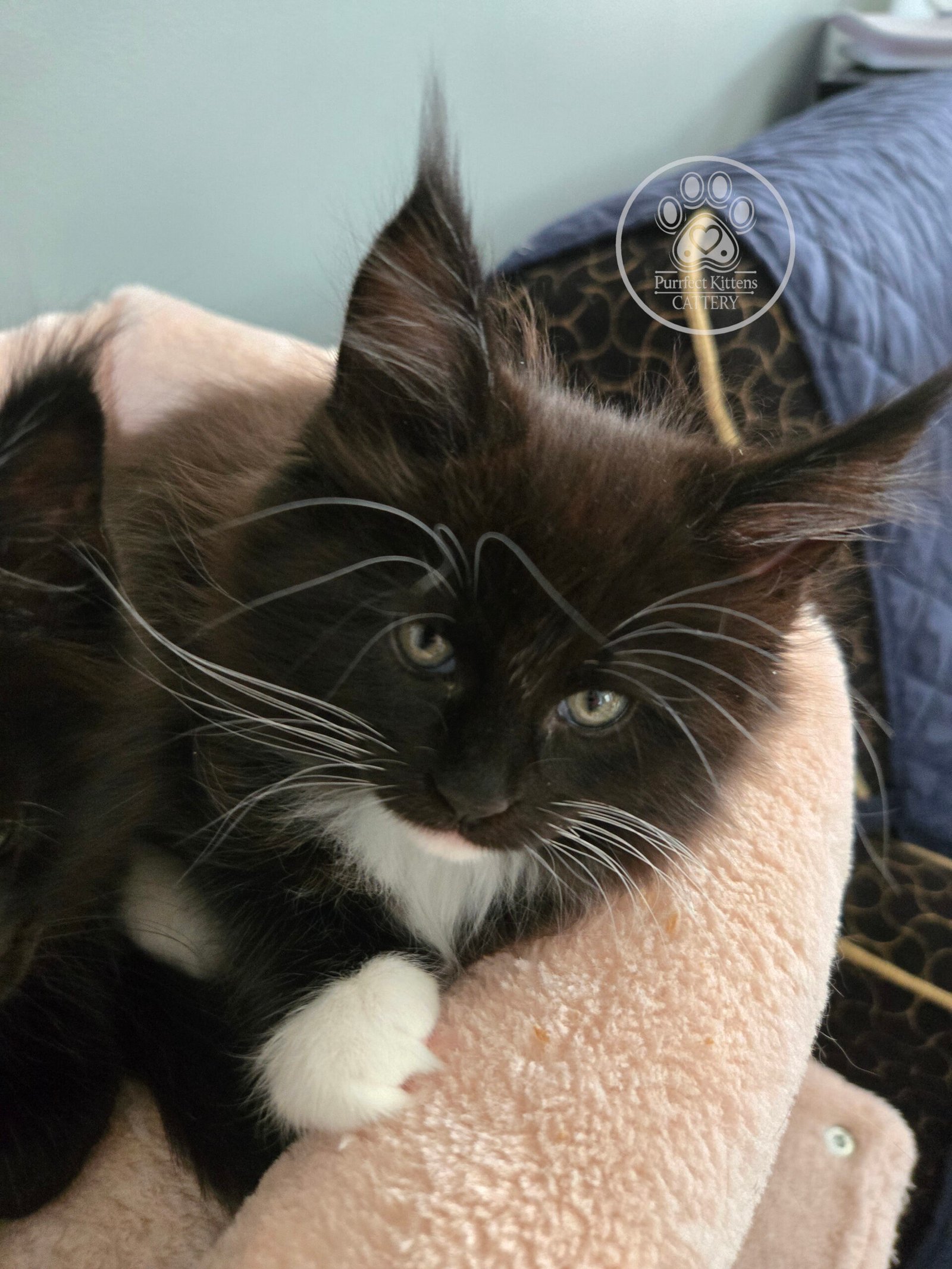 Kitten image