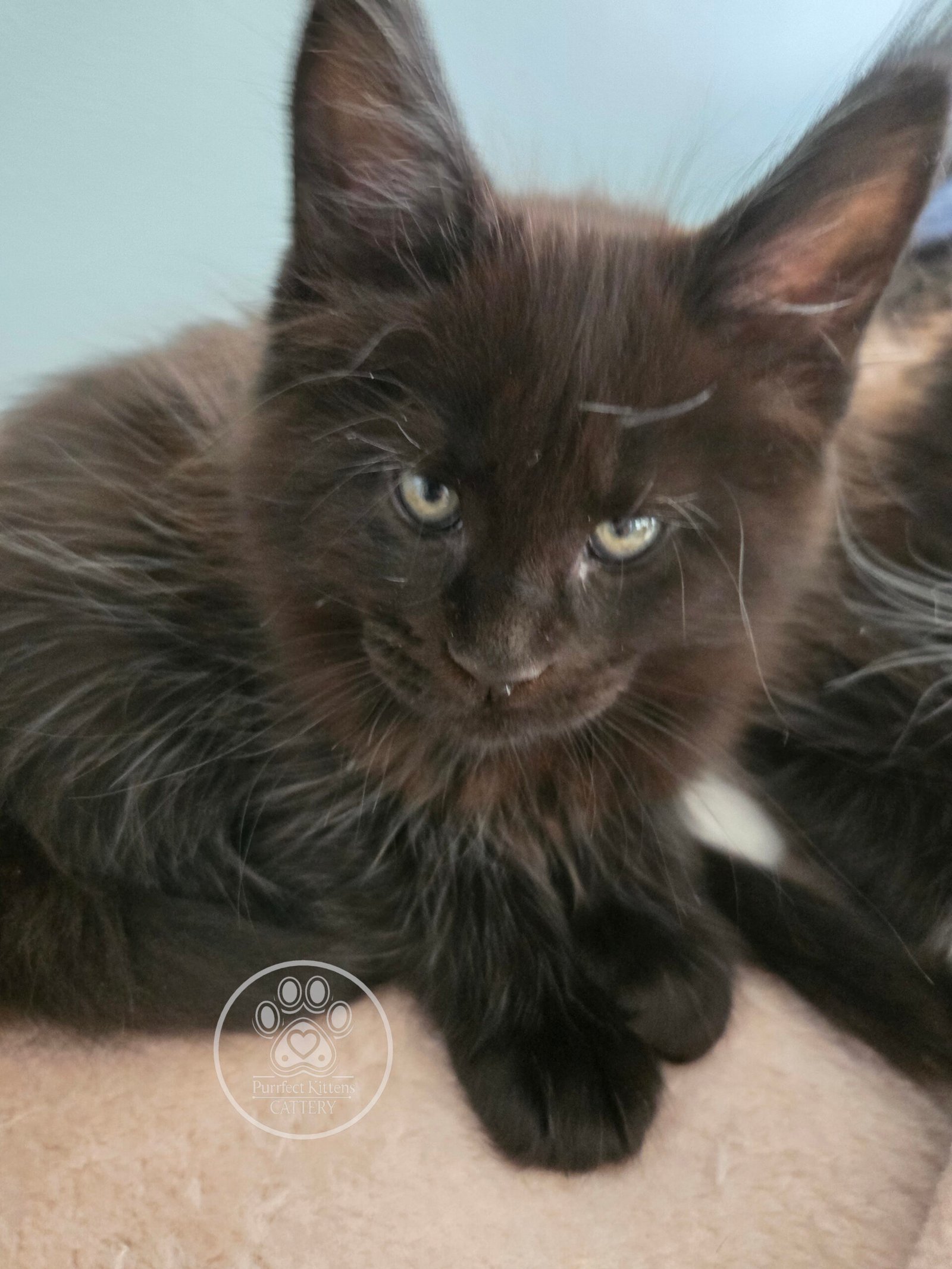 Kitten image