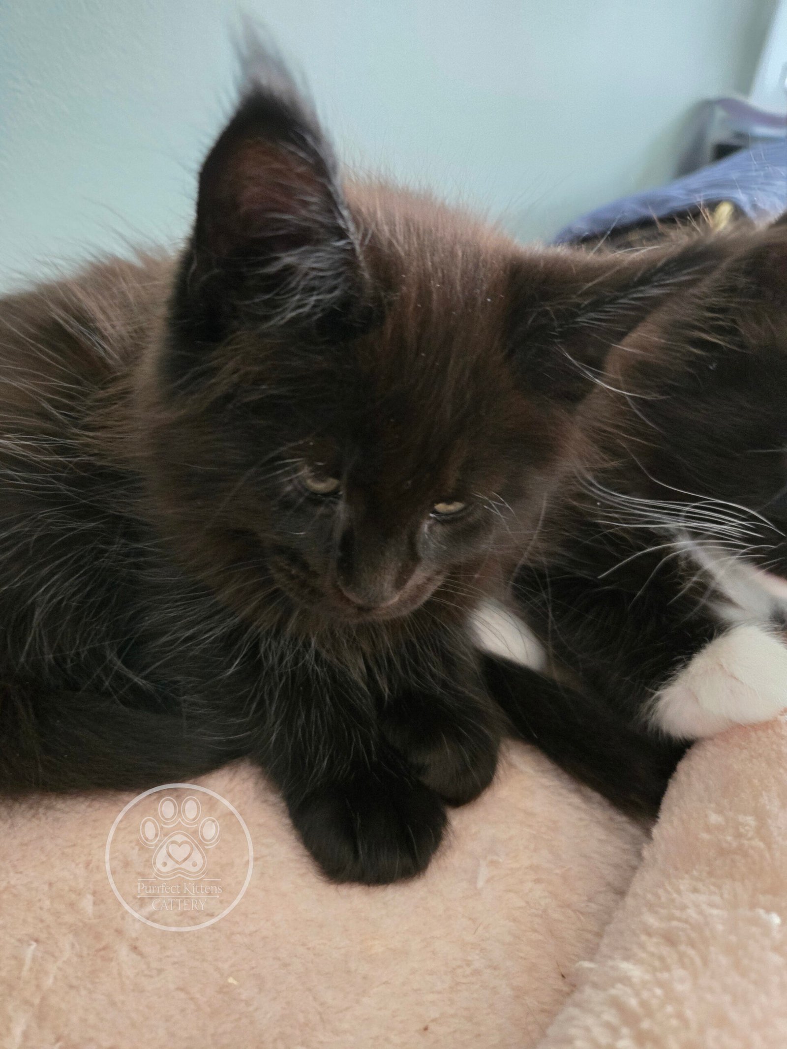 Kitten image