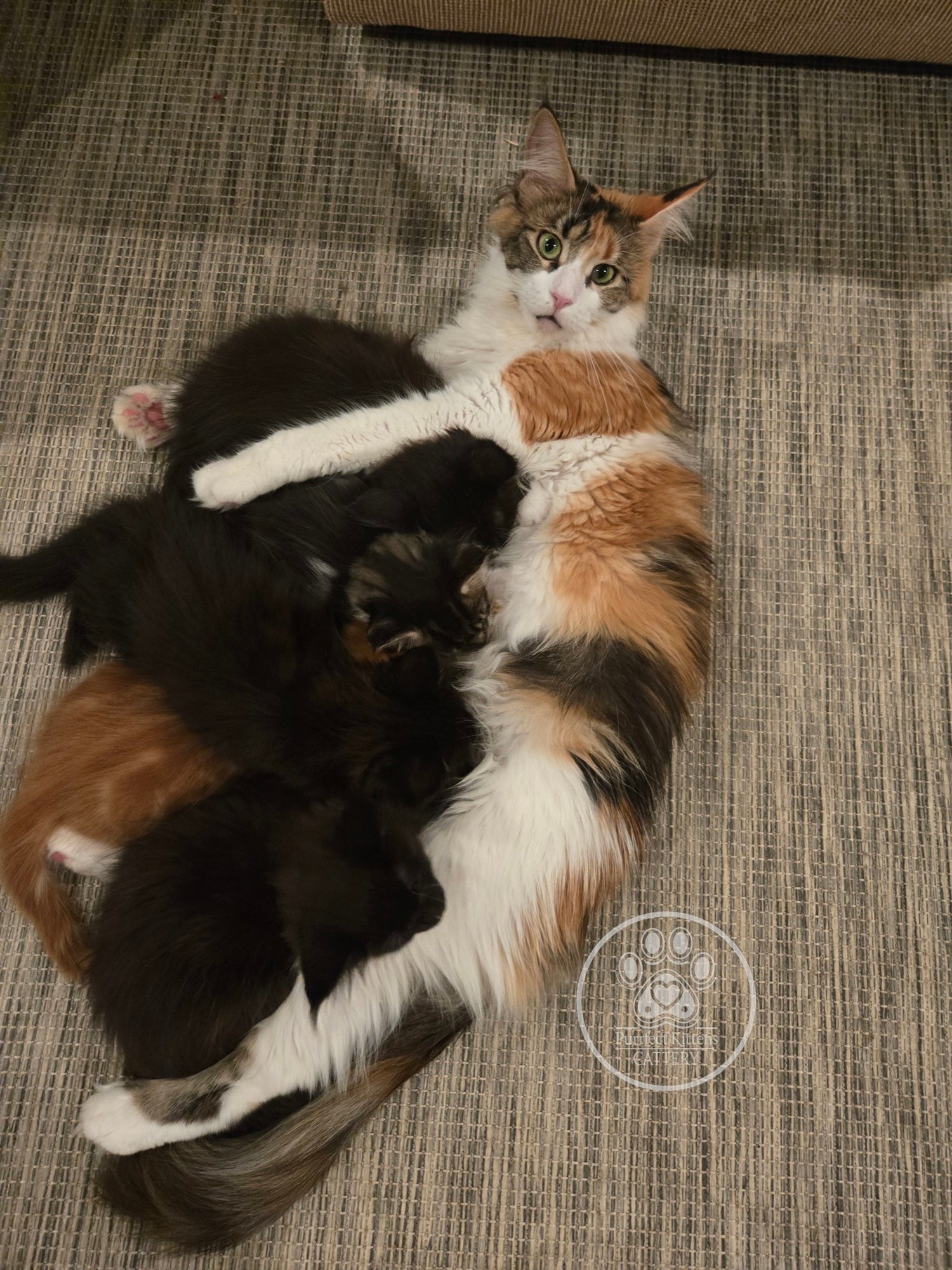 Kitten image