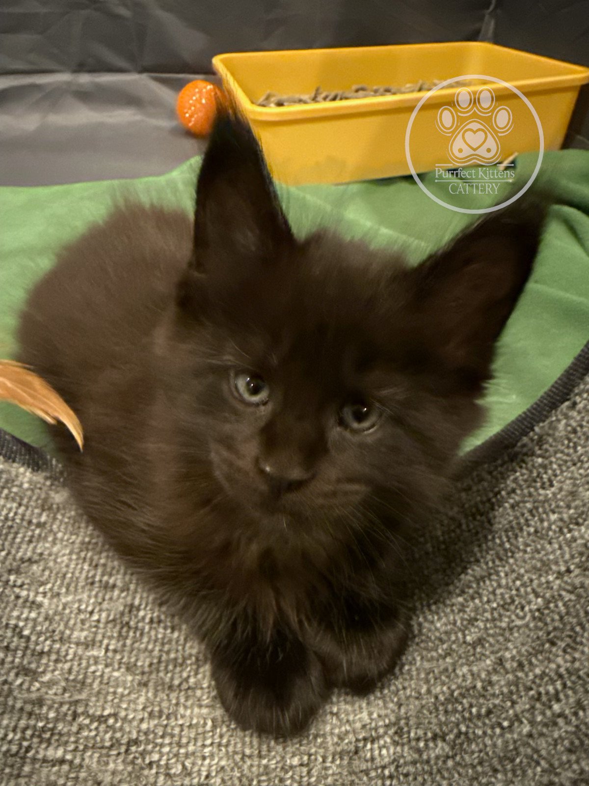 Kitten image
