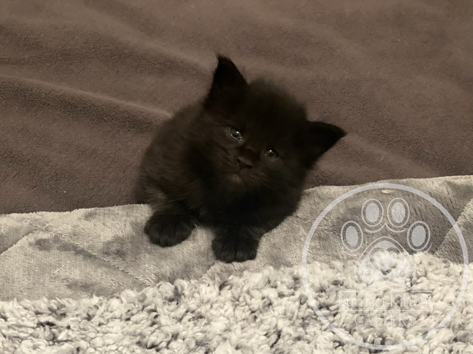 Kitten image