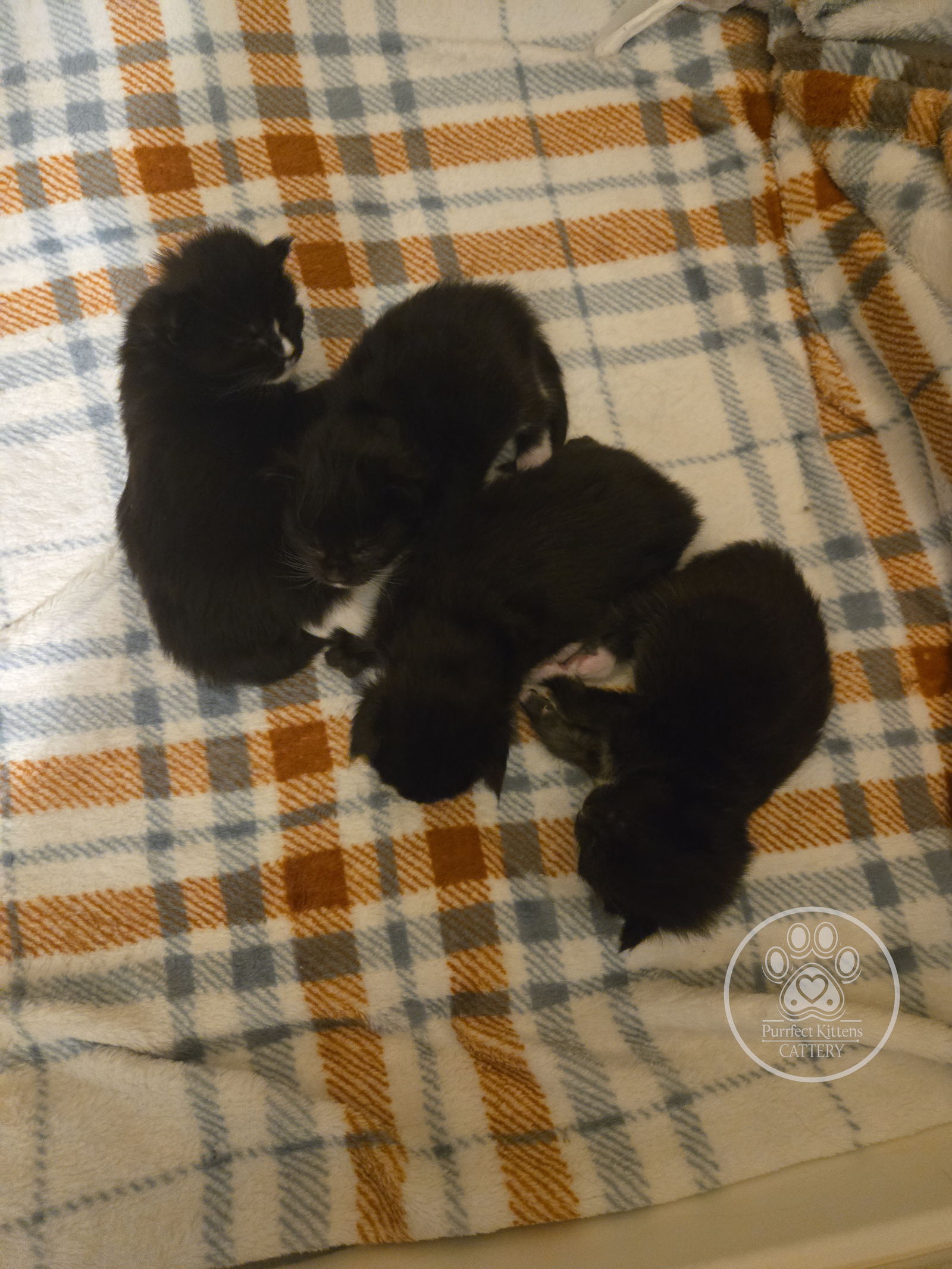 Kitten image