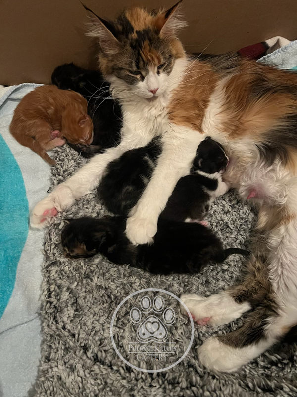 Kitten image