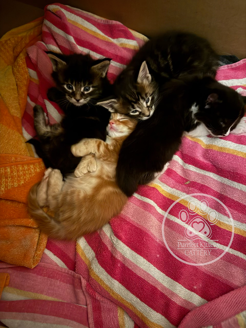 Kitten image