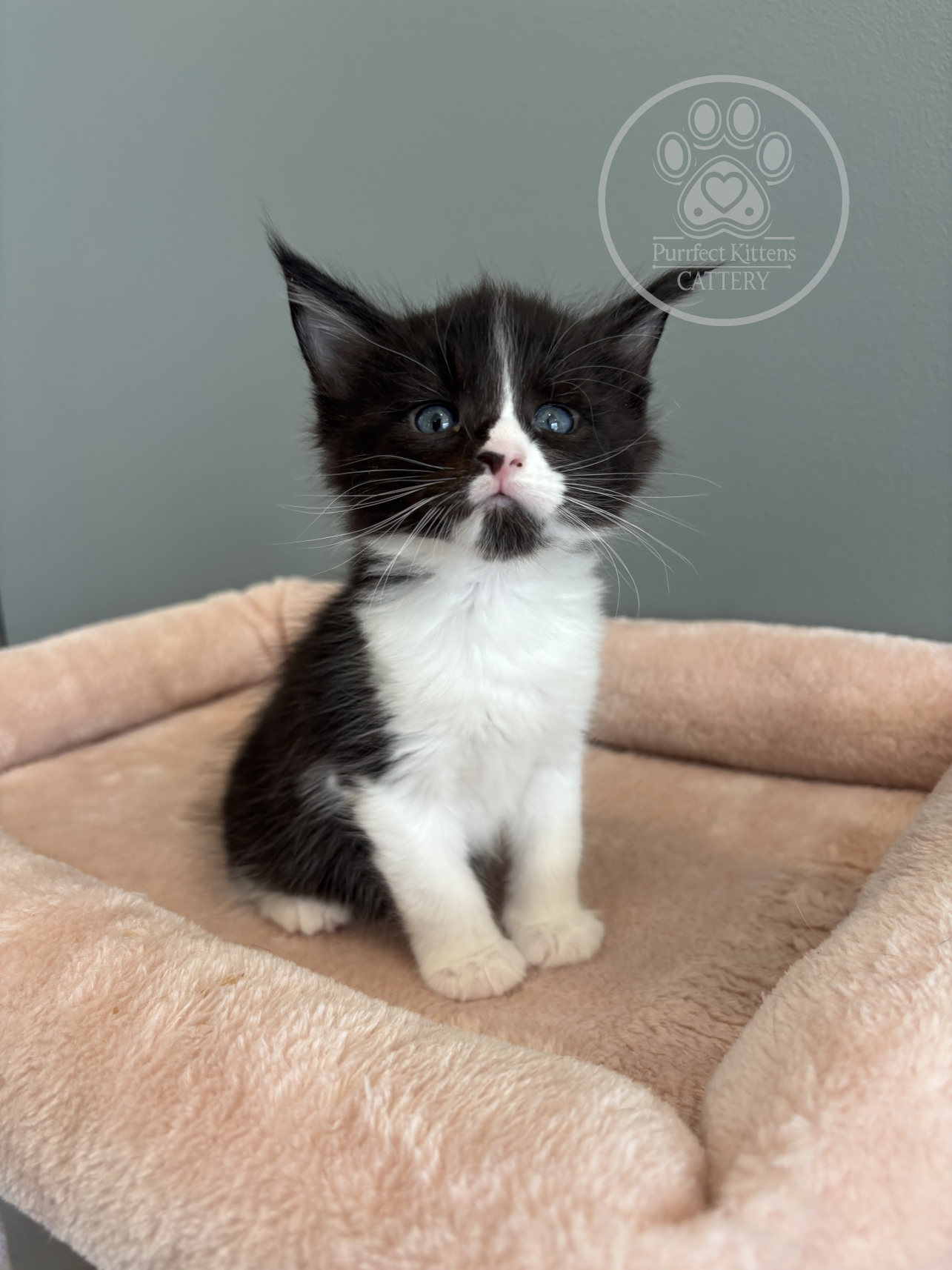 Kitten image