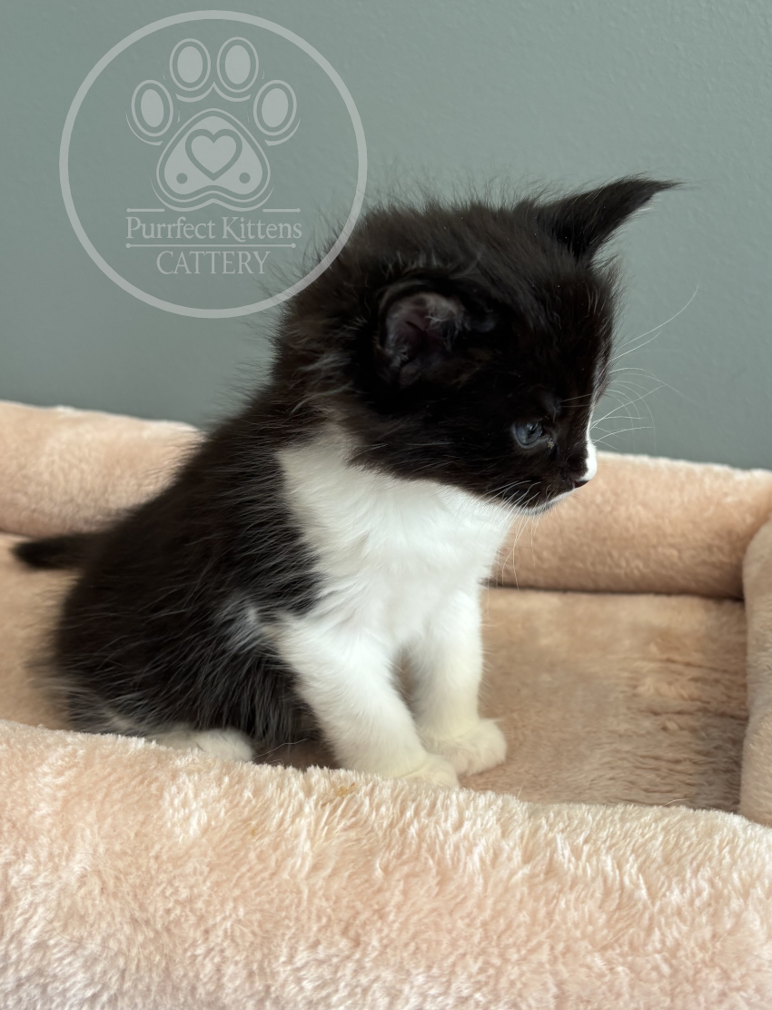Kitten image