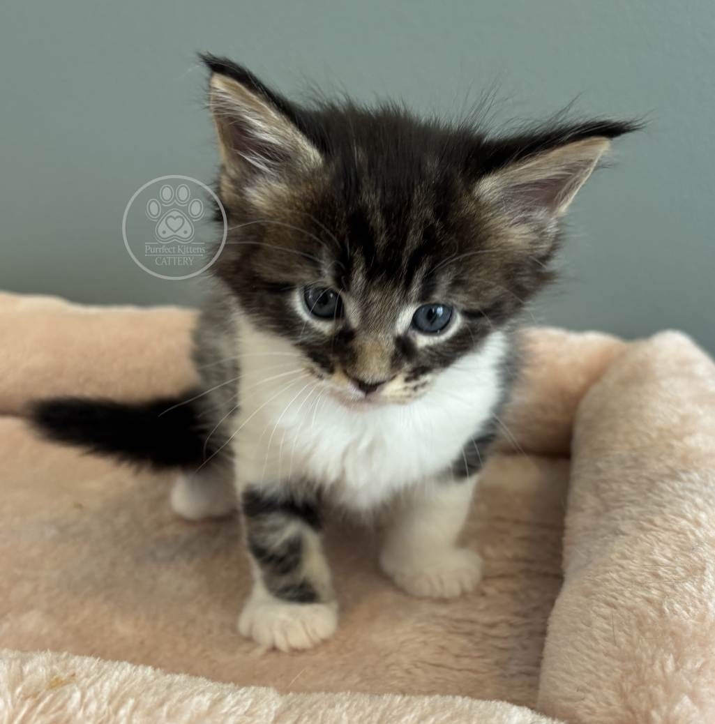 Kitten image