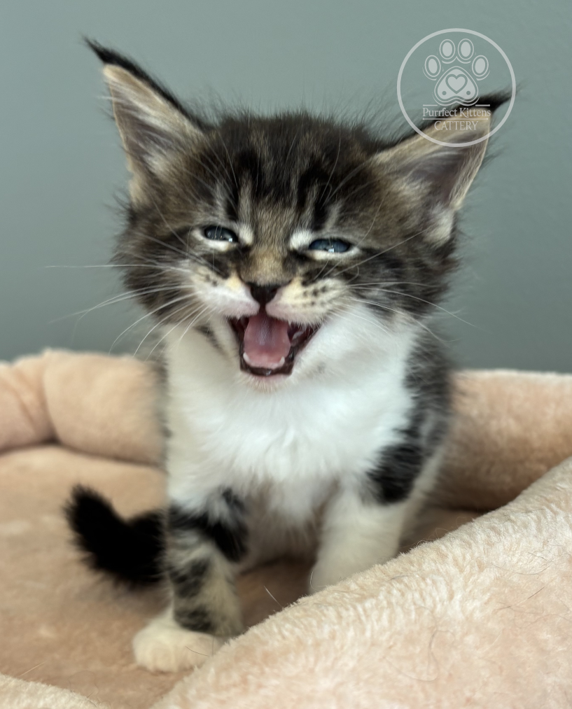 Kitten image