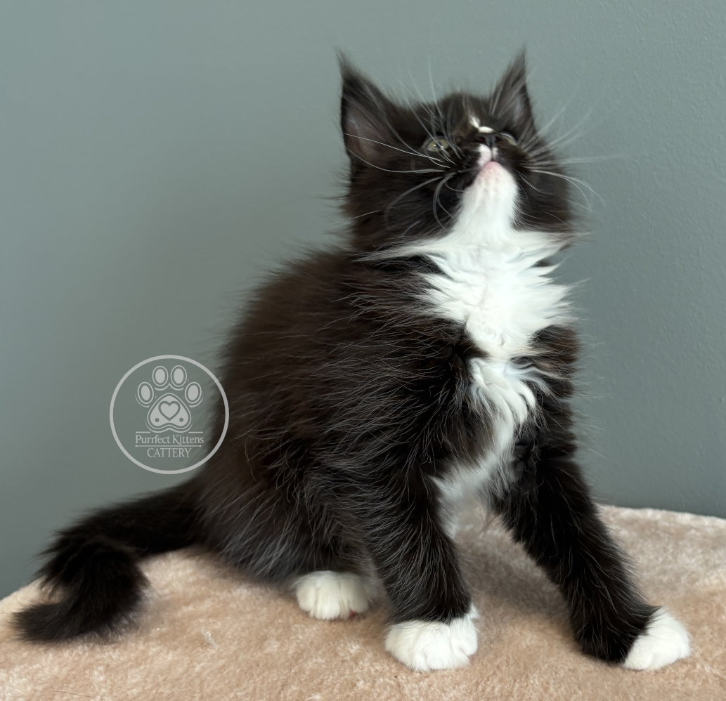 Kitten image