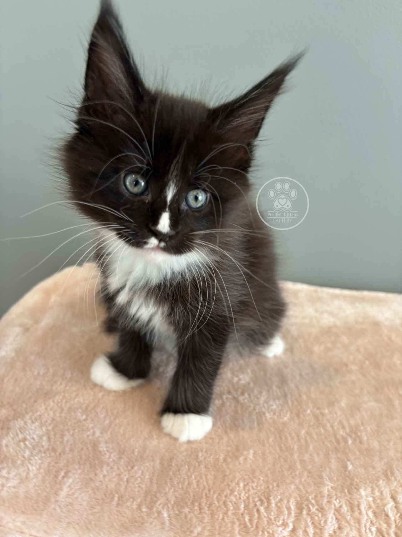 Kitten image