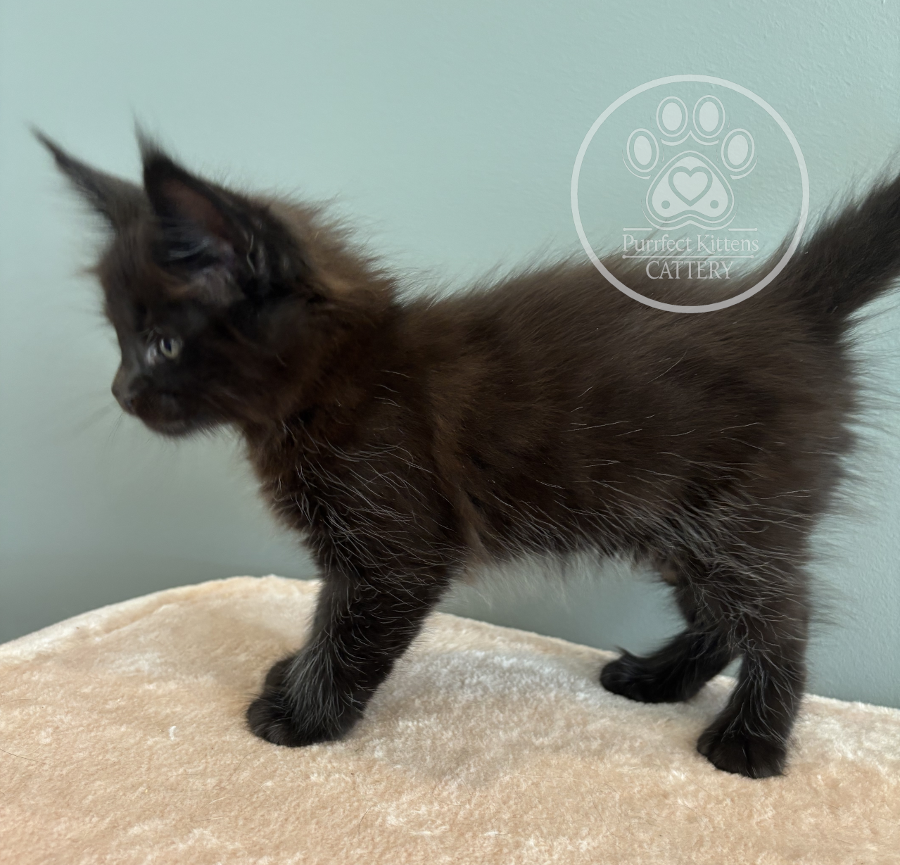 Kitten image
