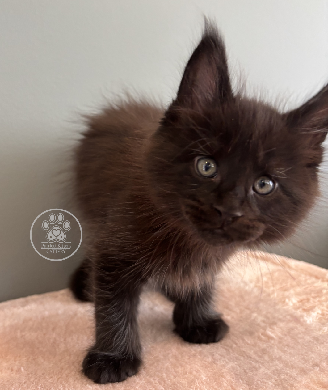 Kitten image