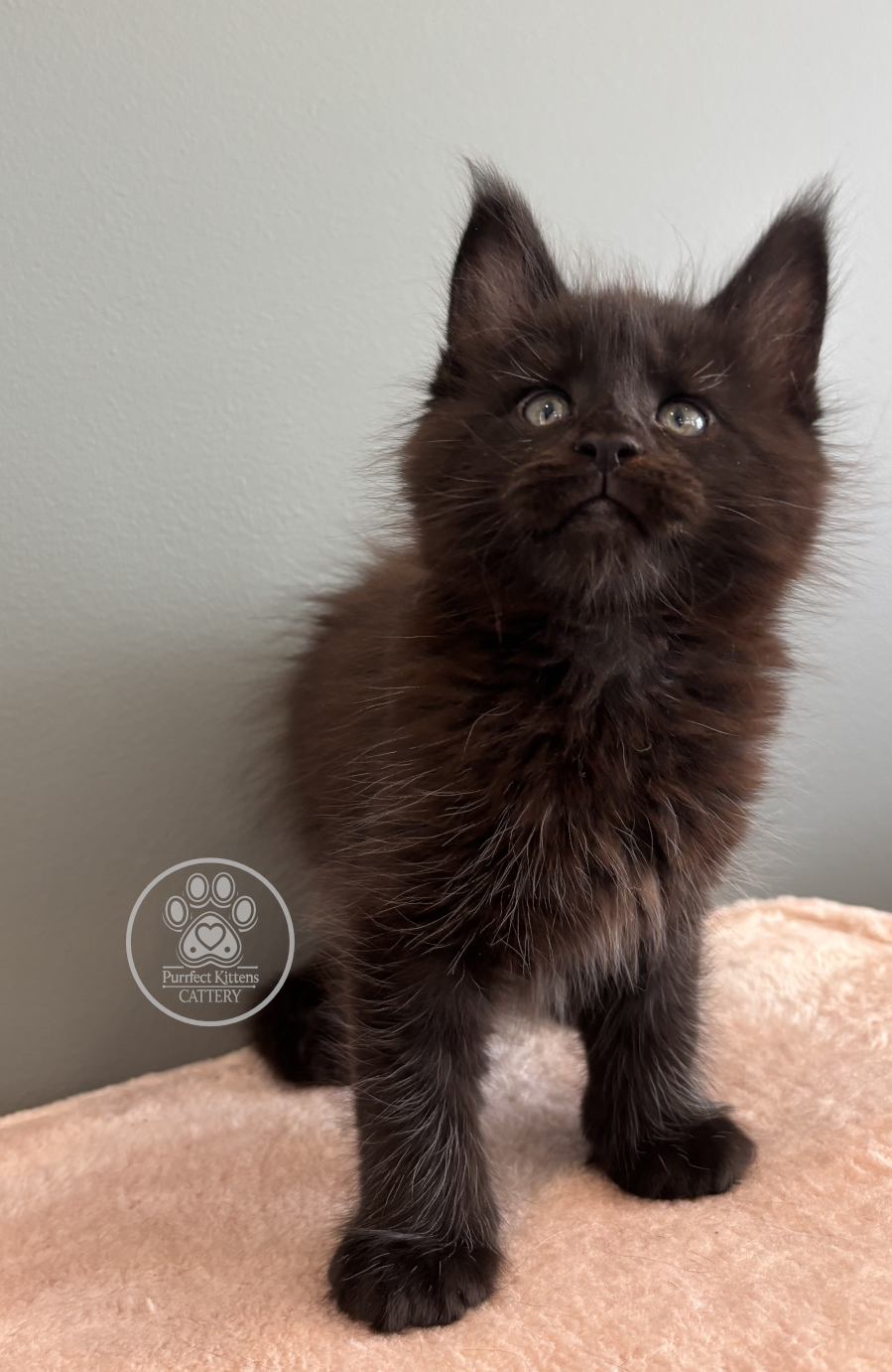 Kitten image