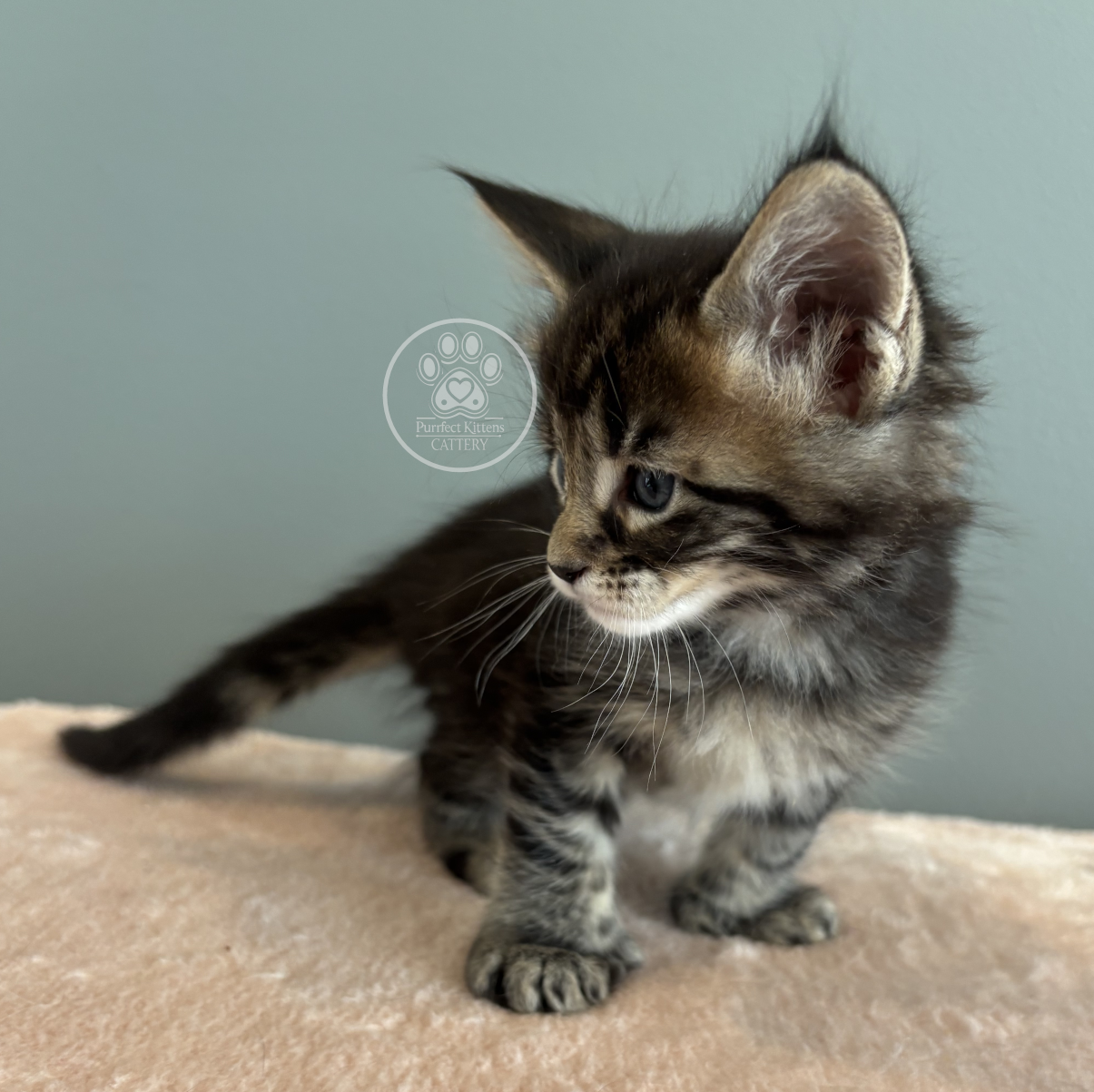 Kitten image
