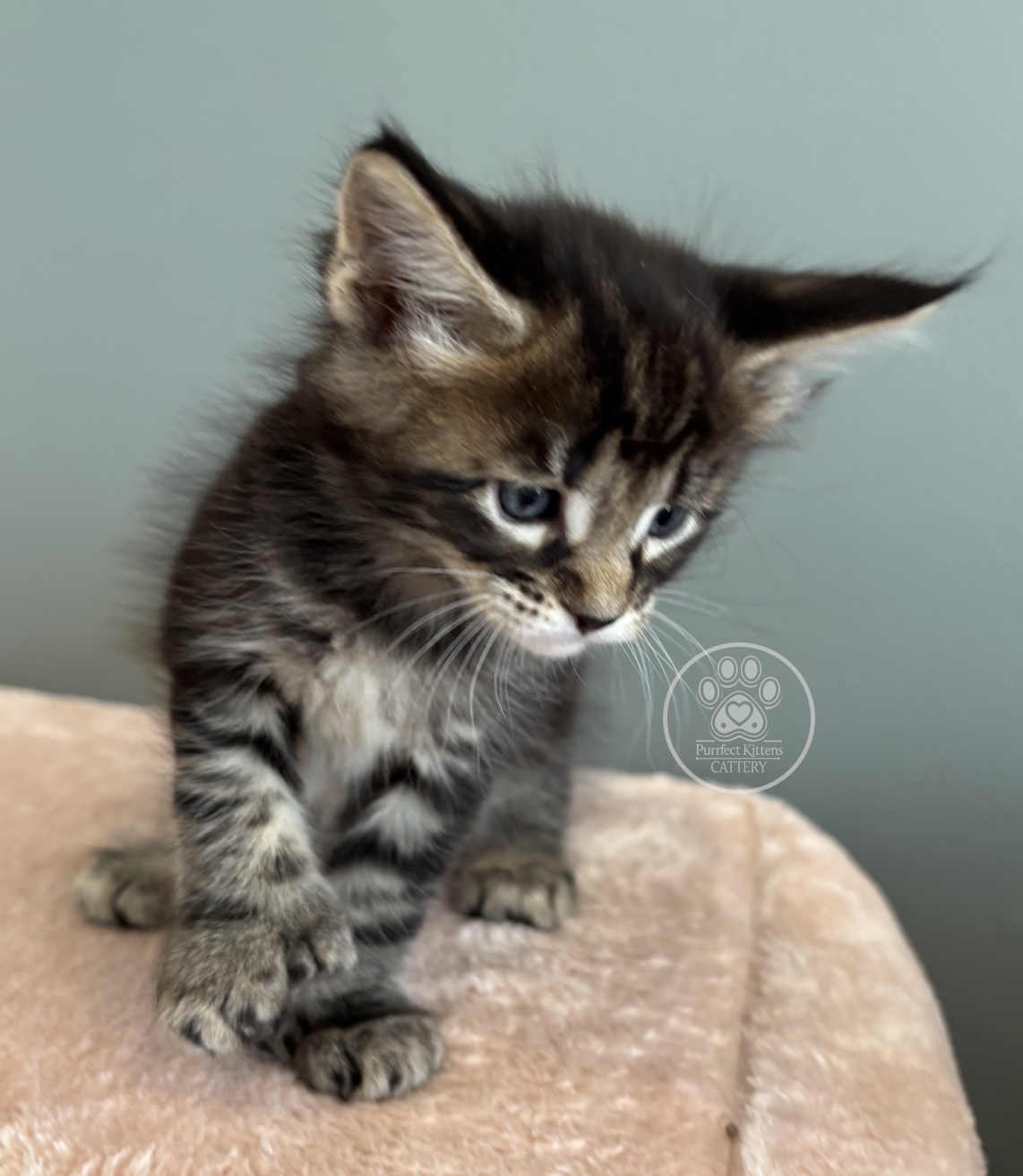 Kitten image