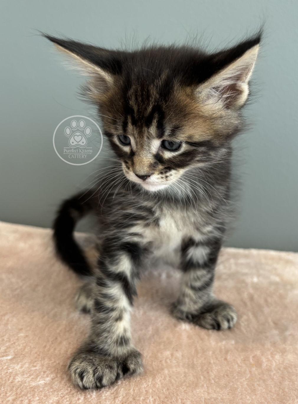 Kitten image