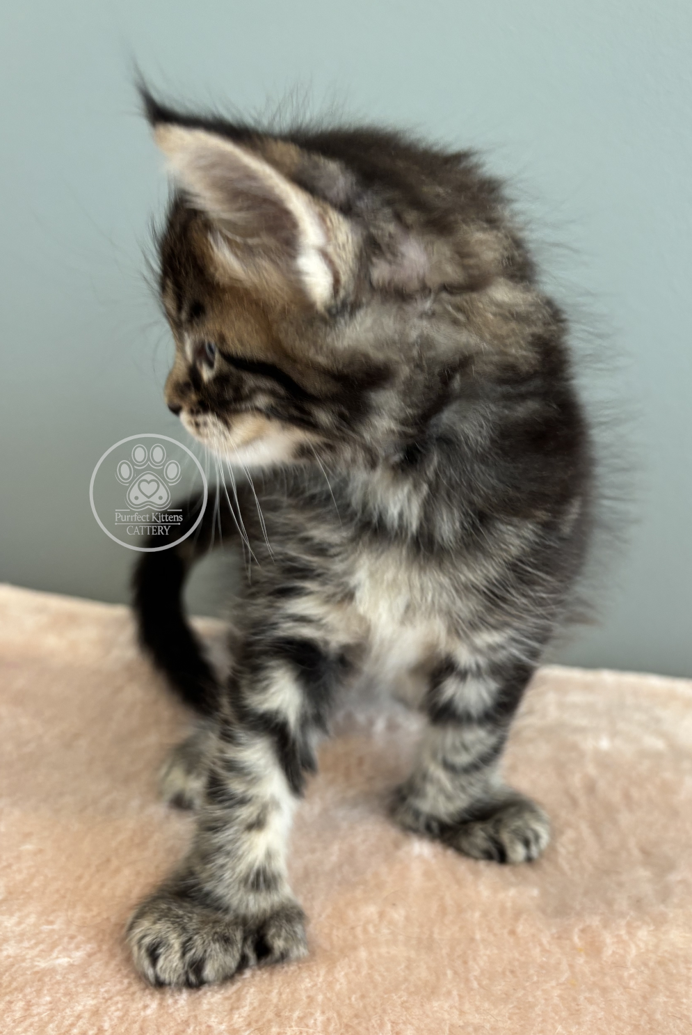 Kitten image