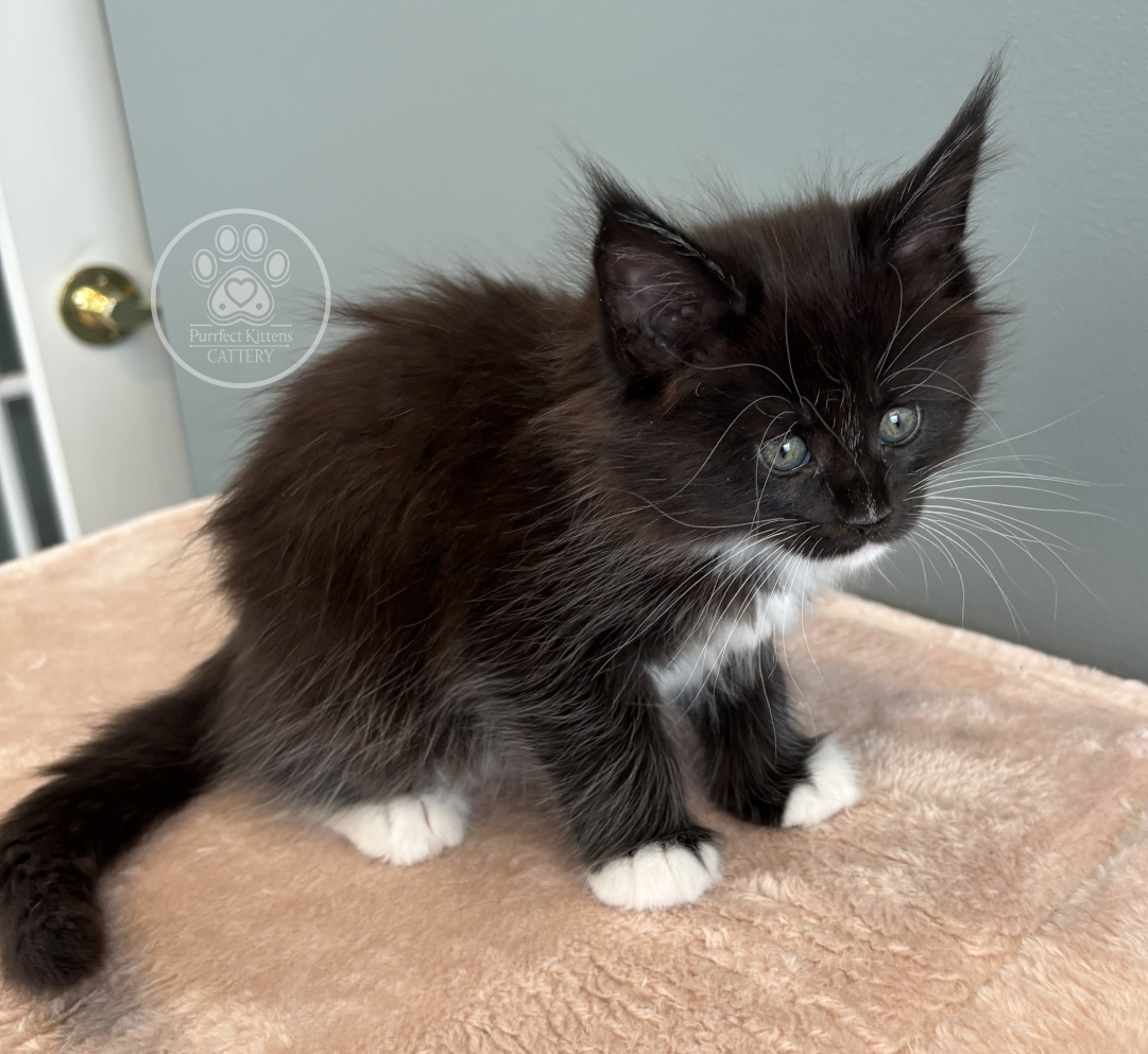 Kitten image