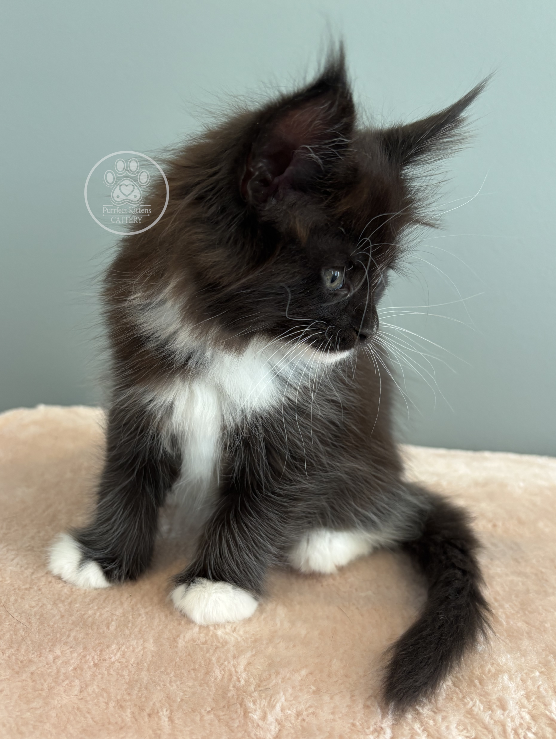 Kitten image