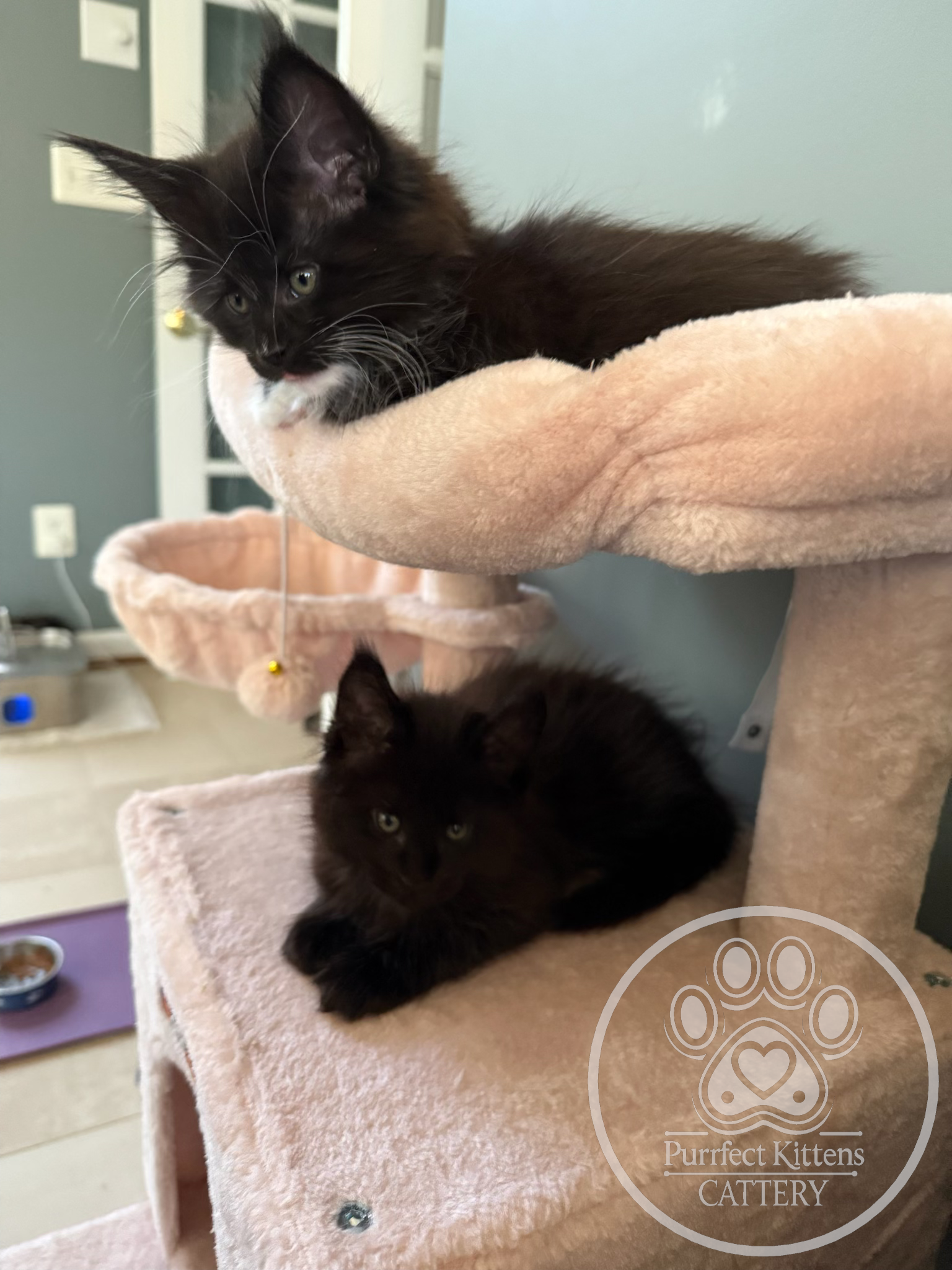 Kitten image