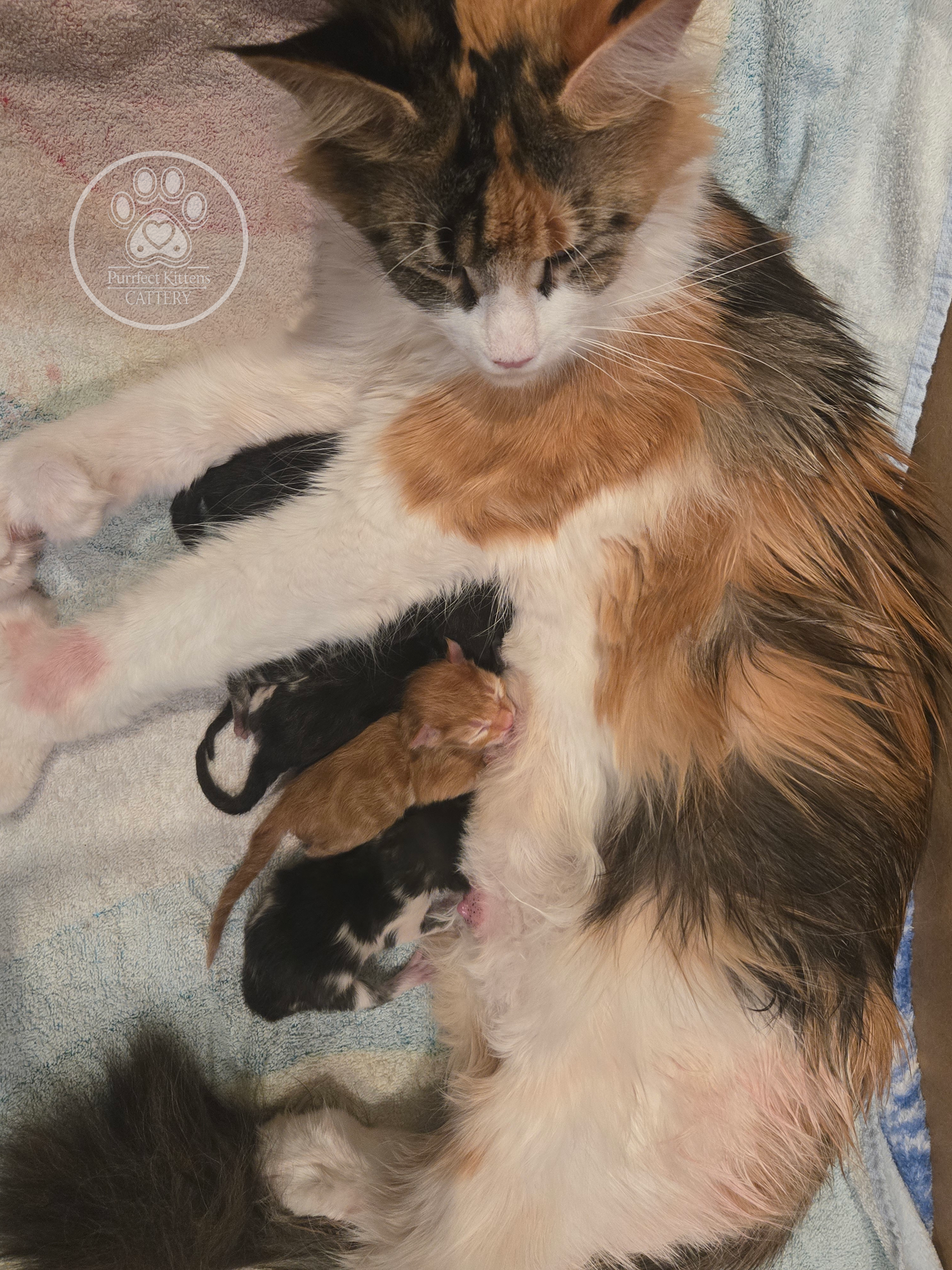 Kitten image