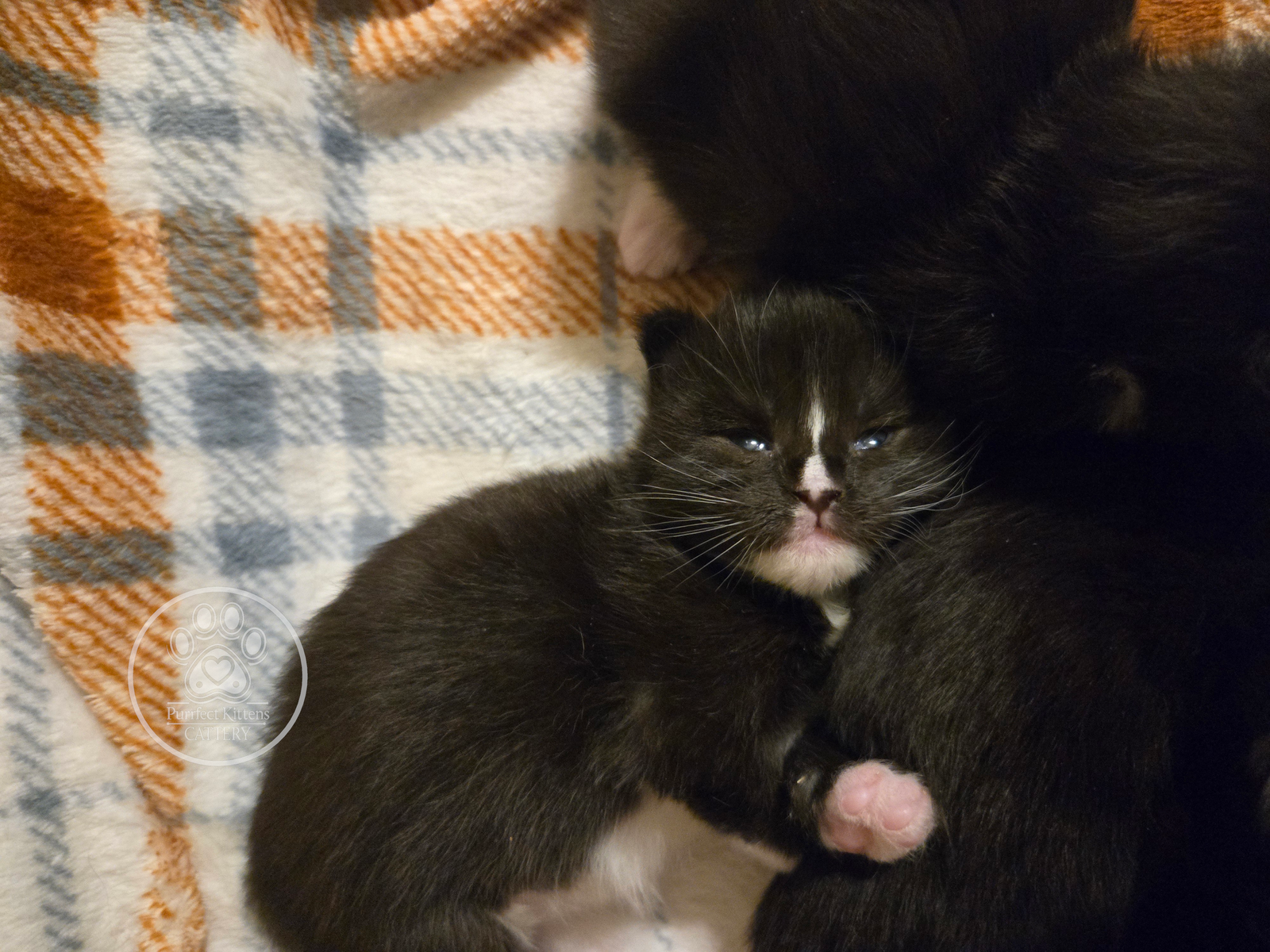Kitten image