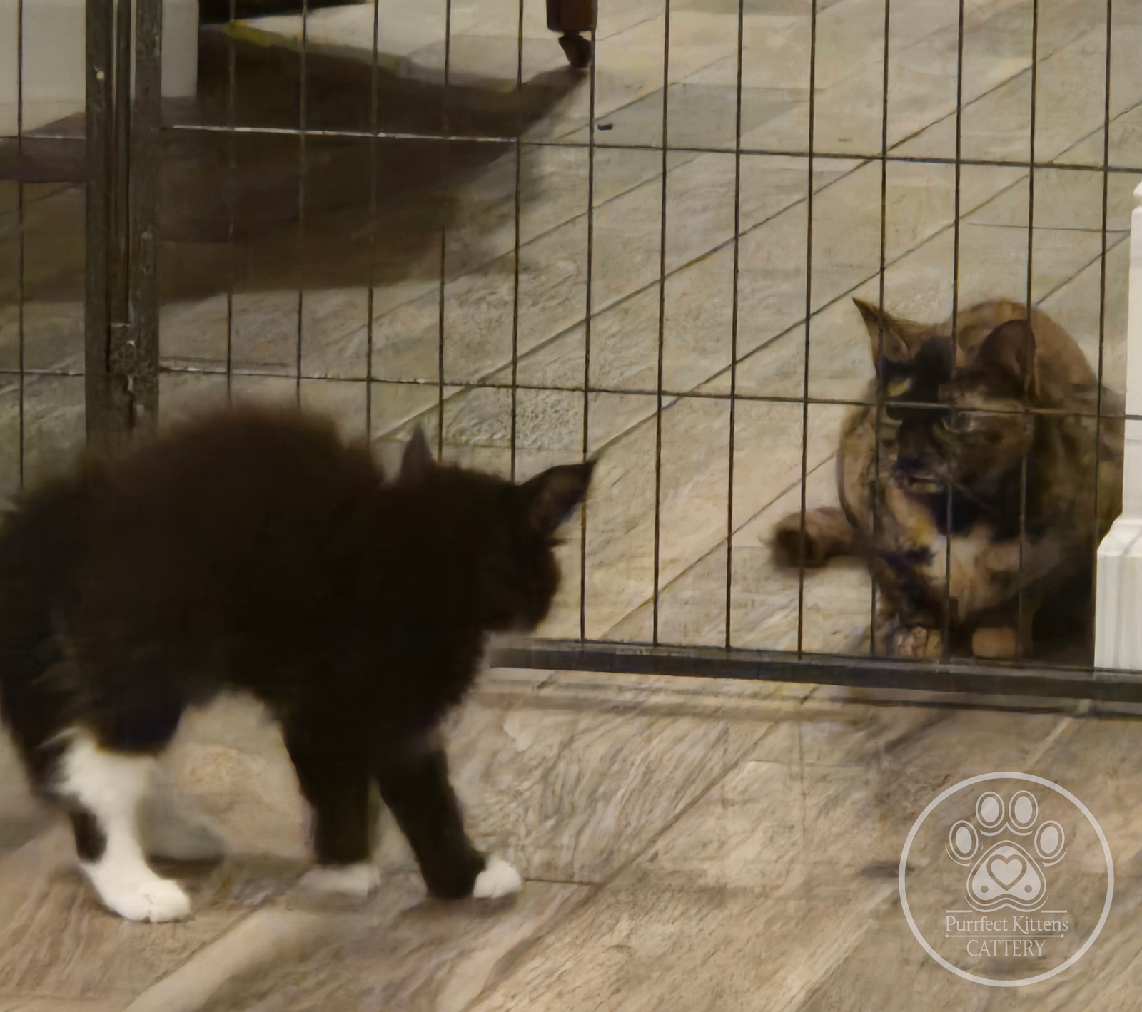Kitten image
