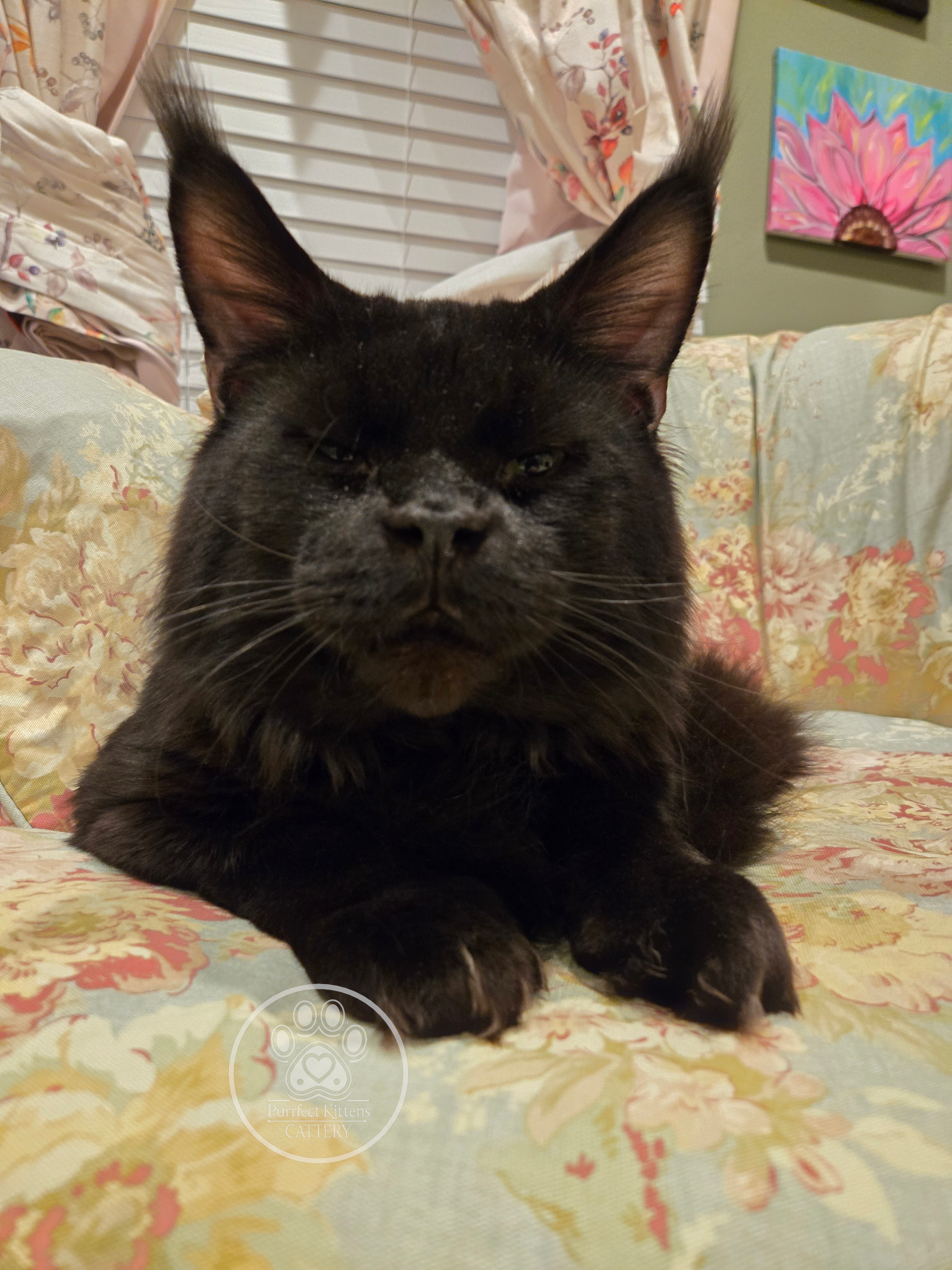 Nick (Lord Nikoli Grimm)
