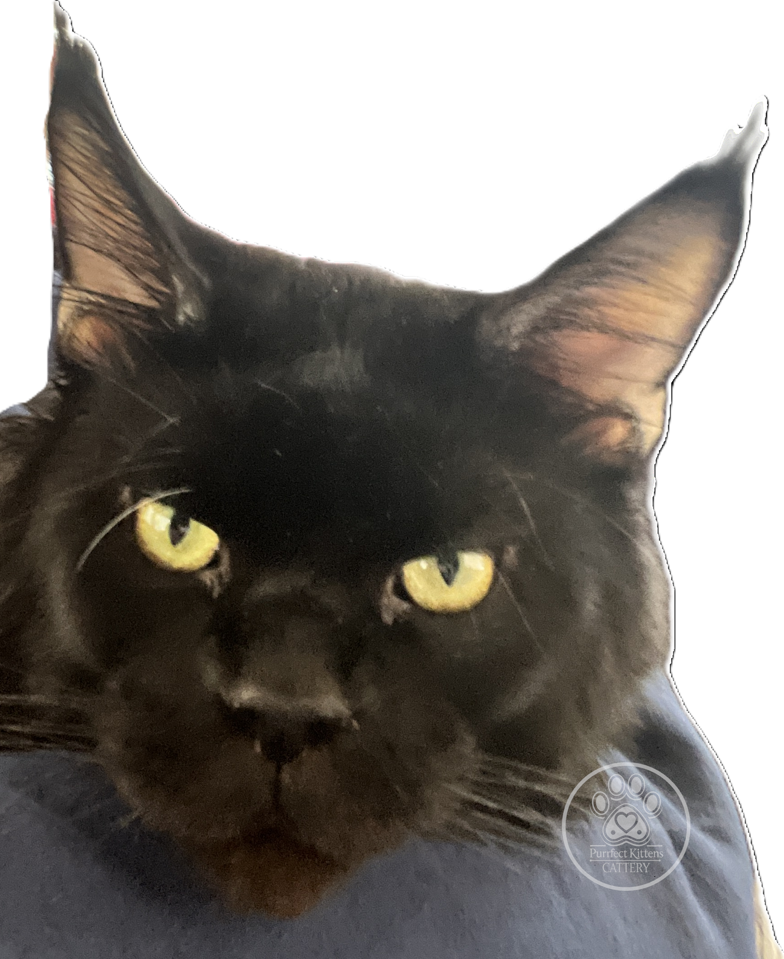 Nick (Lord Nikoli Grimm)