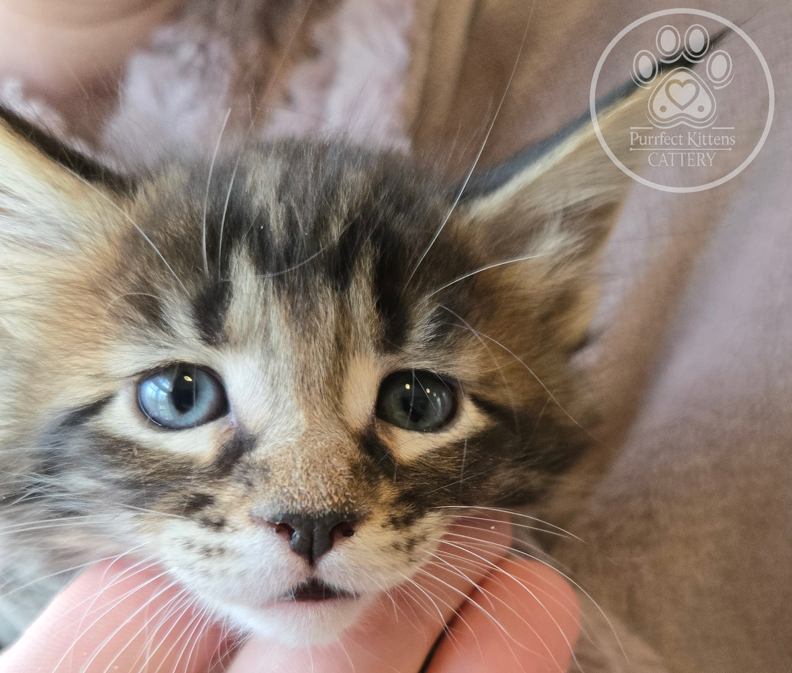 Kitten image